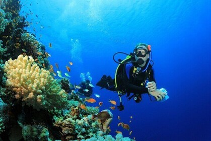 Ras Mohamed & White Island Dive & snorkel & Lunch–Sharm El Sheikh