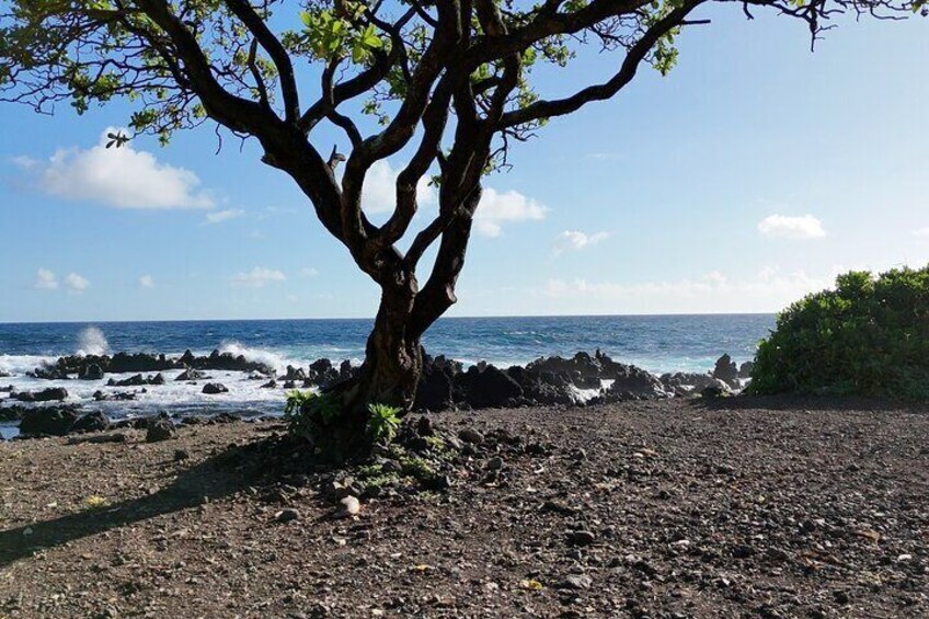 Maui’s Sea Turtles, Waterfalls and Road to Hana Adventure