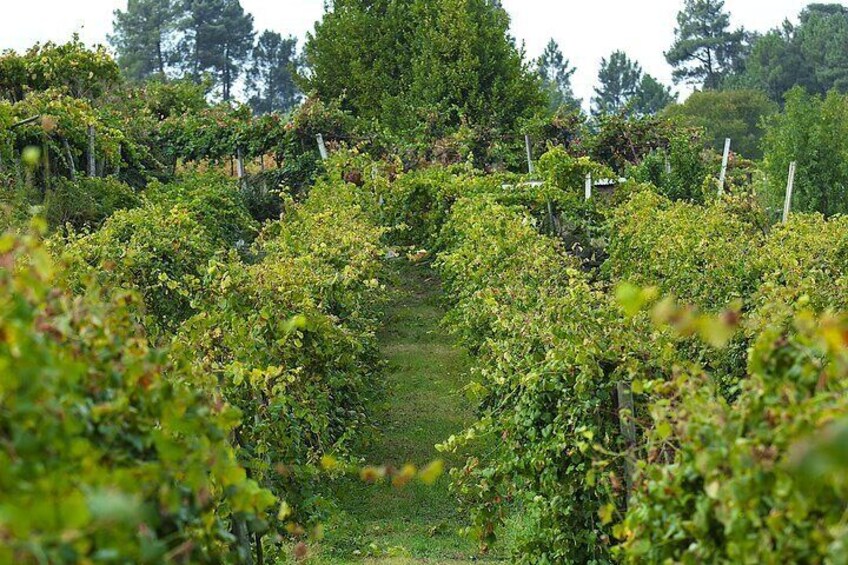 Vinho Verde Experience with 2 Wineries and Lunch