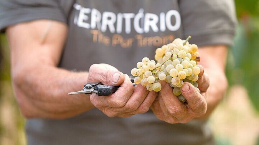 Vinho Verde Experience with 2 Wineries and Lunch