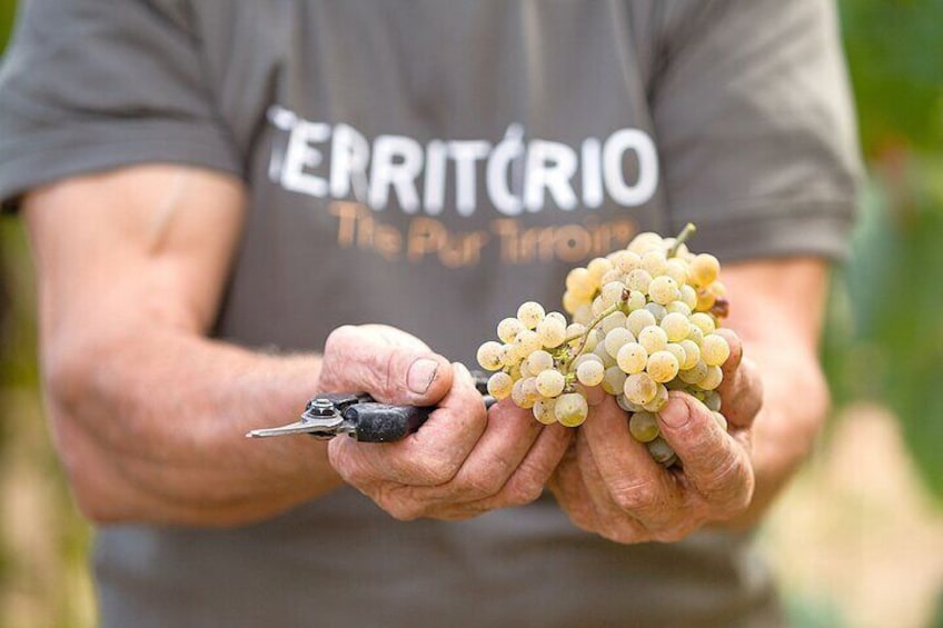 Vinho Verde Experience with 2 Wineries and Lunch