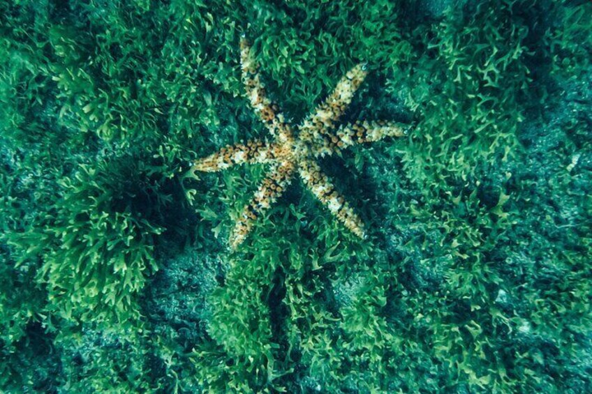 Fuerteventura Marine Life Snorkeling Discovery