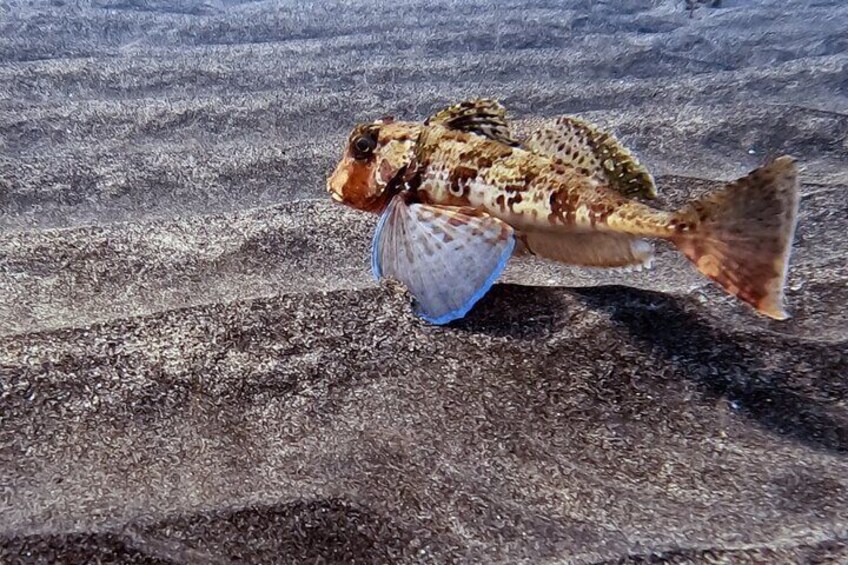 Fuerteventura Marine Life Snorkeling Discovery