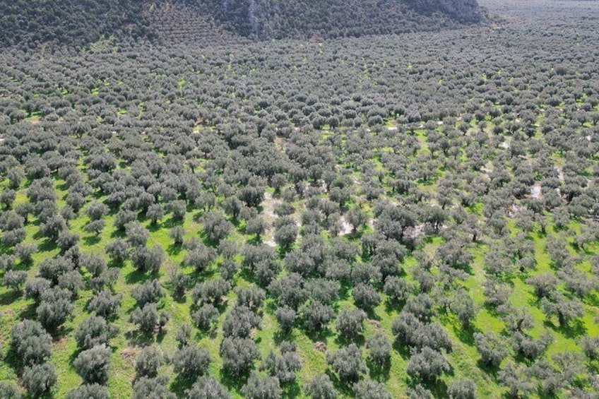 olive grove views