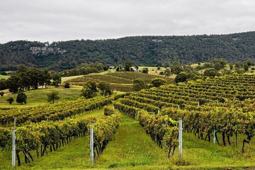 Hunter Valley - Awaken your senses with chocolate, cheese & wine 