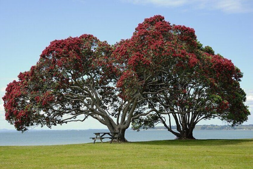 Auckland Half Day Tour Through Urban Wonders