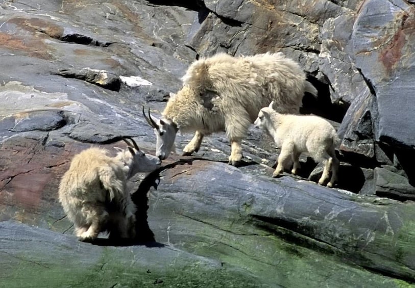 Alaskan mountain goats in Ketchikan