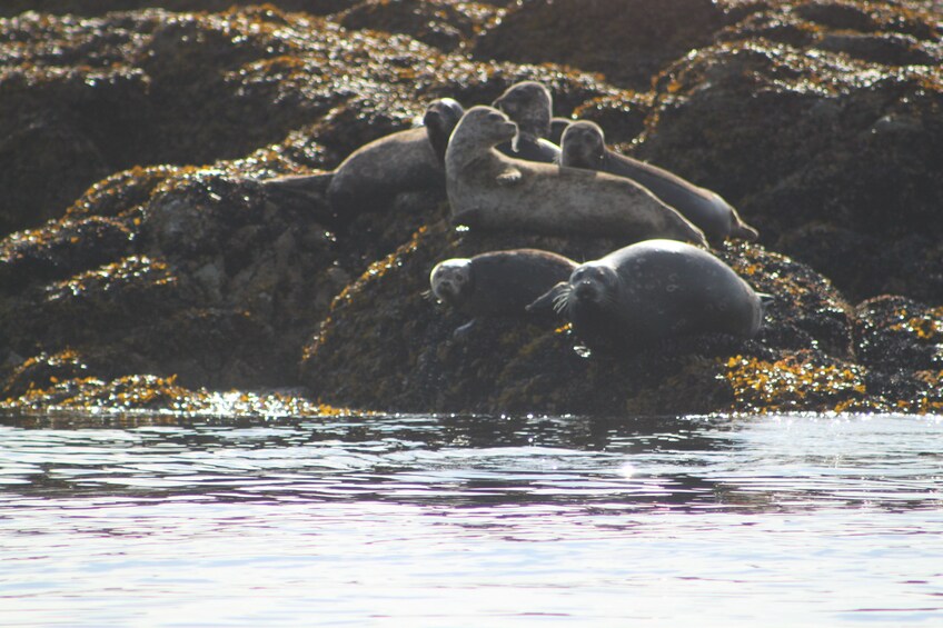 Seals on a rock in Ketchikan