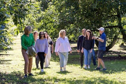 Katikati Avocado Adventure