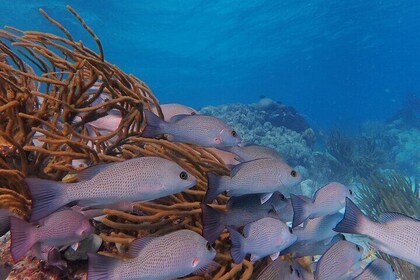 Half Day Snorkelling Tour Caye Caulker