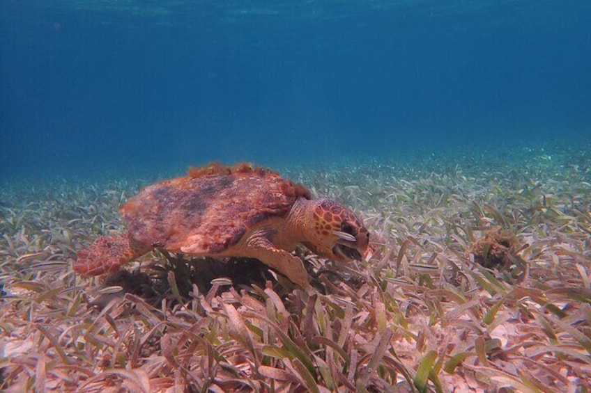 Half Day Snorkeling Tour Caye Caulker