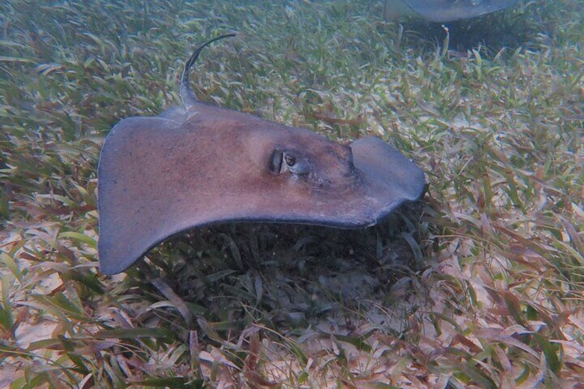 Half Day Snorkeling Tour Caye Caulker