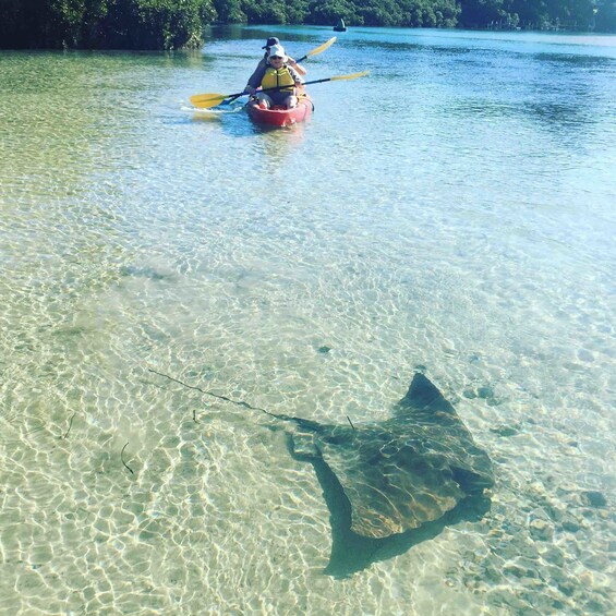 Picture 4 for Activity Kayak Hire Batemans Bay