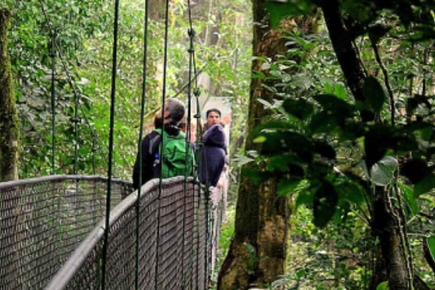 Picture 3 for Activity Monteverde: Guided Hanging Bridge Adventure