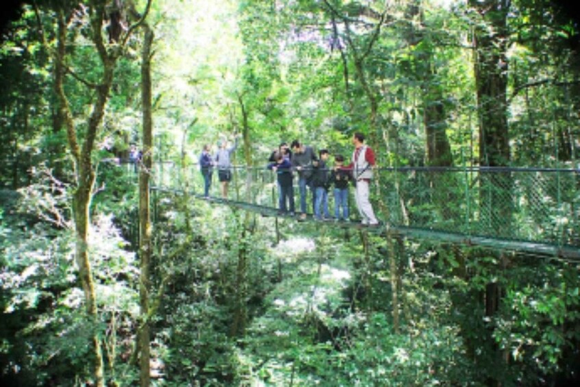 Monteverde: Guided Hanging Bridge Adventure