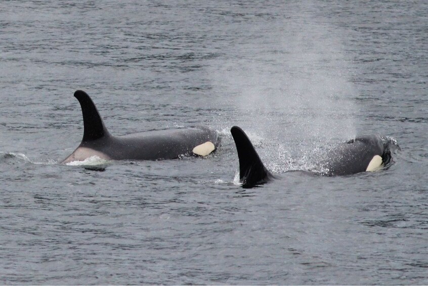 Orca whales in Ketchikan