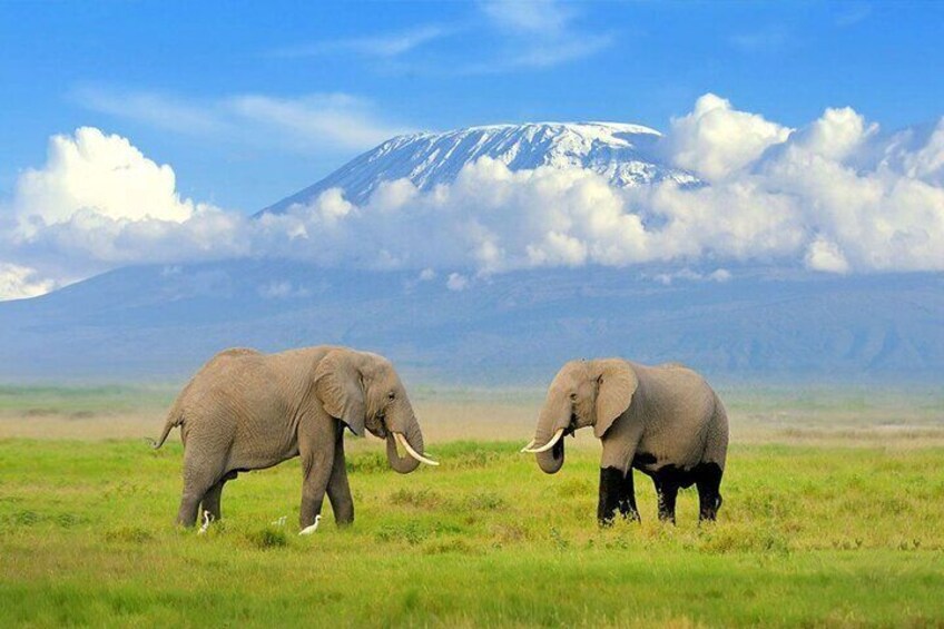 Safari to Tarangire National Park and Ngorongoro Crater