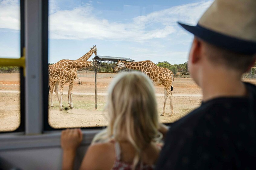 Picture 1 for Activity Monarto Safari Park: General Admission Tickets