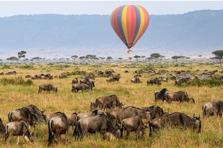 Safari Multi- day Private Tour from Arusha