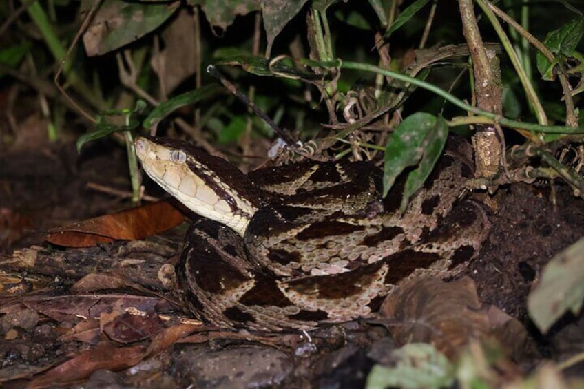 2 Hours Night Walk at La Fortuna with Tour Guide 