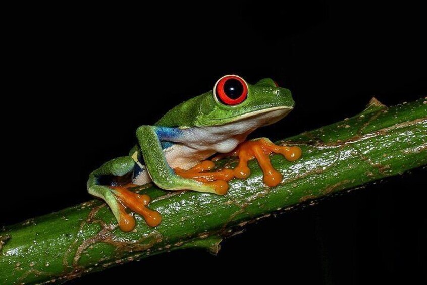 2 Hours Night Walk at La Fortuna with Tour Guide 