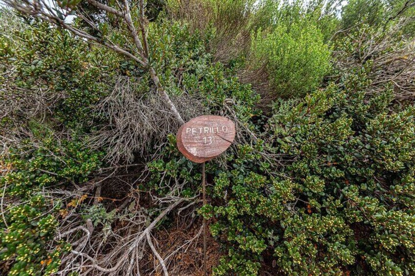 Fray Jorge Park - Ecotourism La Serena