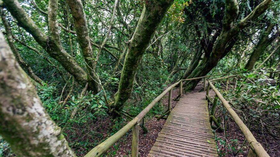 Fray Jorge Park - La Serena Ecotourism