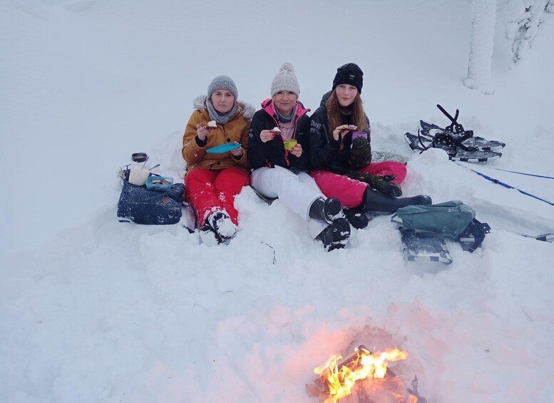 Picture 4 for Activity Luleå: Guided Snow Shoe Walk in Forest Landscape