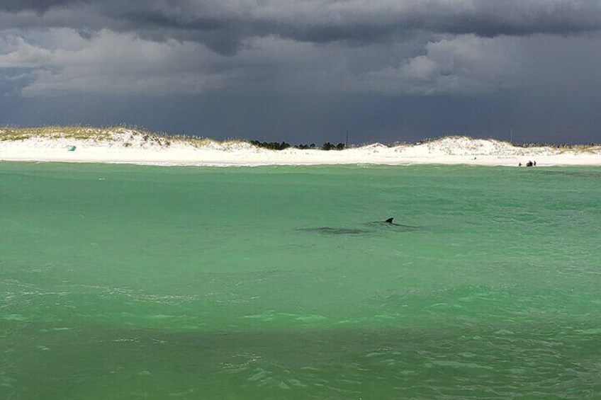 See Dolphins