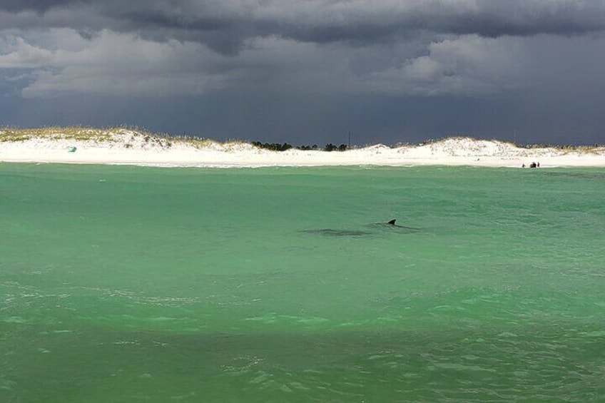 See Dolphins