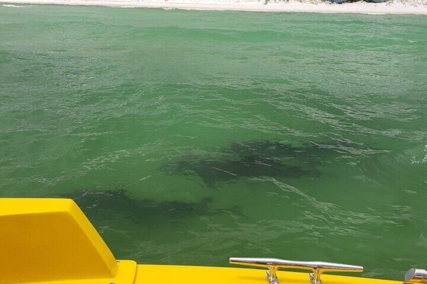 Dolphins up close