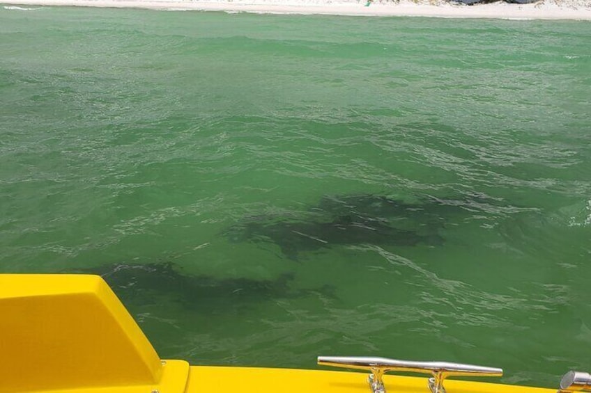 Dolphins up close