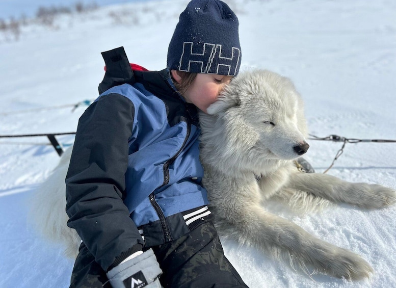 Picture 4 for Activity Kiruna: Private Family Memory Dog Sled Tour