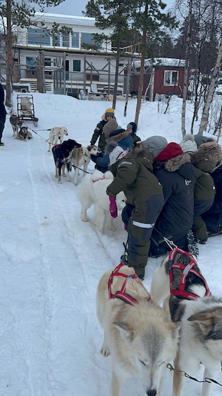 Picture 1 for Activity Kiruna: Private Family Memory Dog Sled Tour