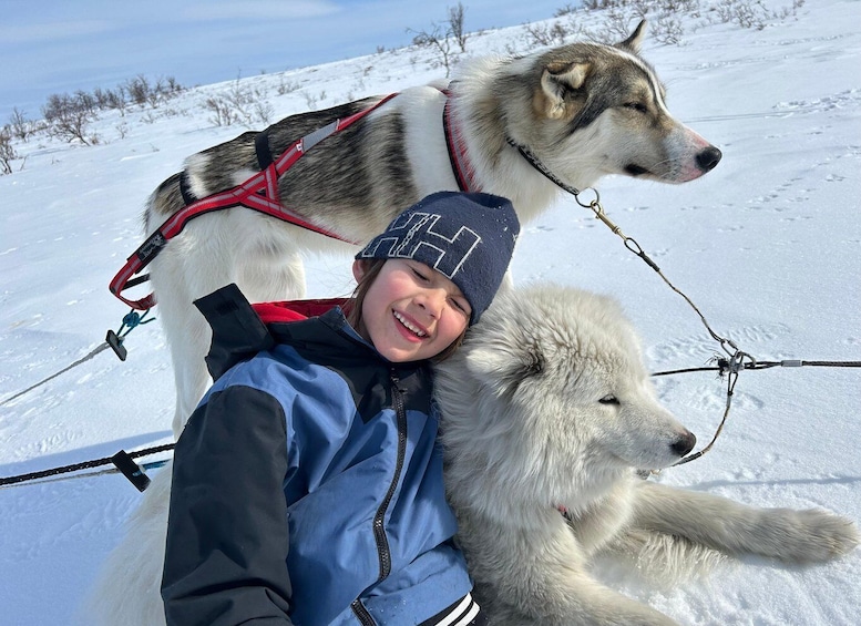 Picture 3 for Activity Kiruna: Private Family Memory Dog Sled Tour