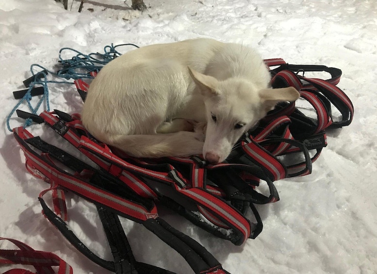 Picture 2 for Activity Kiruna: Private Family Memory Dog Sled Tour