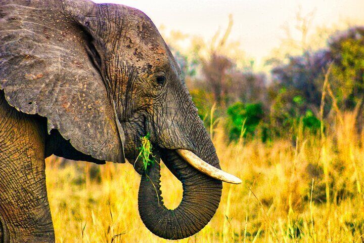 Dry Safari Game Drive in National Park