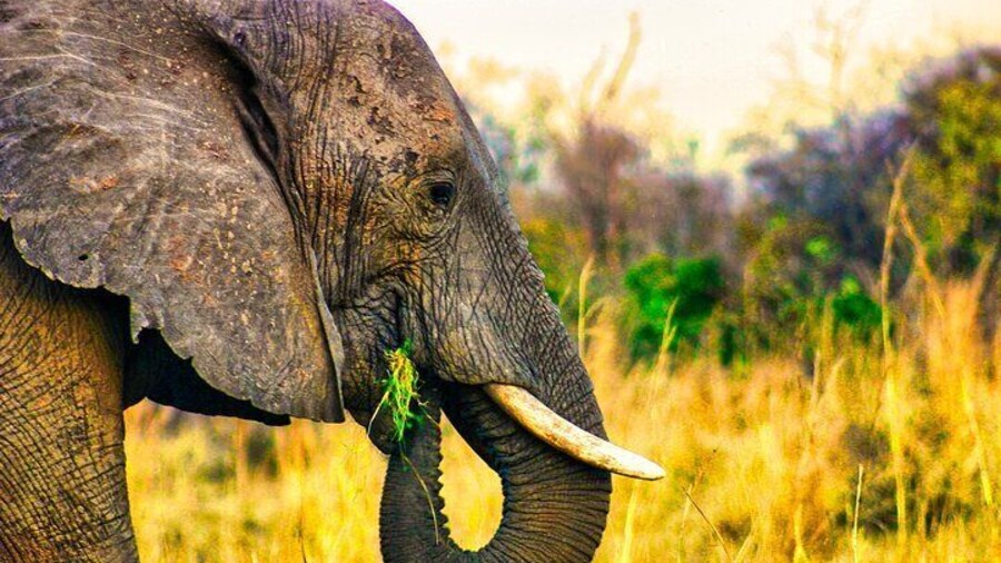 Dry Safari Game Drive in National Park