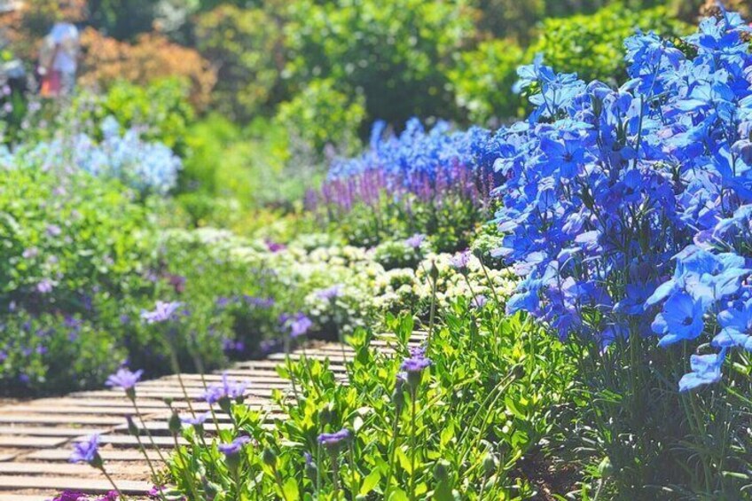 Seasonal colors at Ashikaga Flower Park from Nagano and Karuizawa