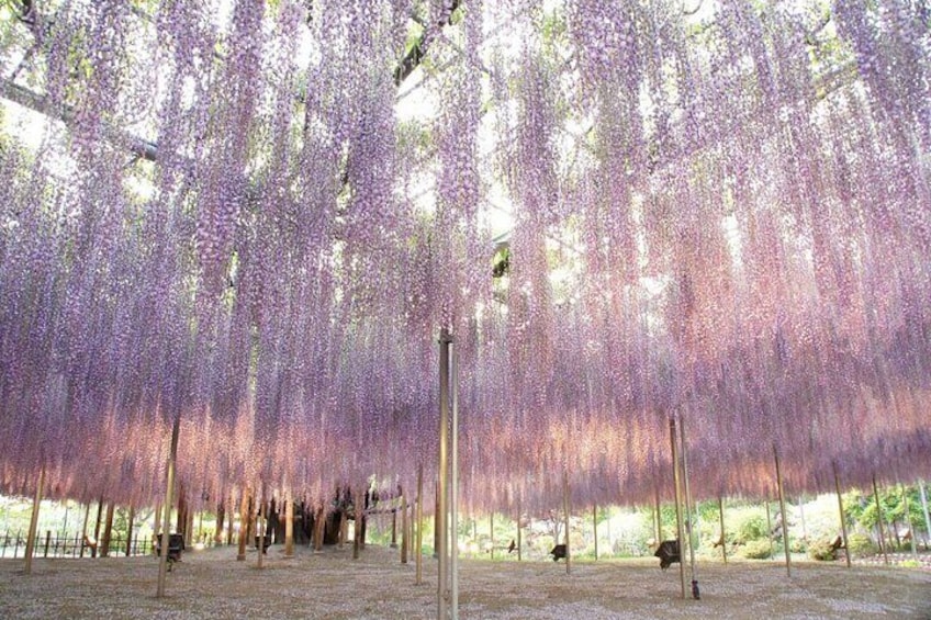 Seasonal colors at Ashikaga Flower Park from Nagano and Karuizawa