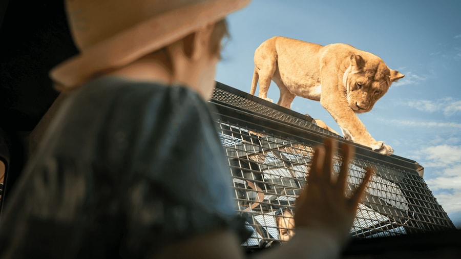 Lions 360 Experience and a Day at Monarto Safari Park