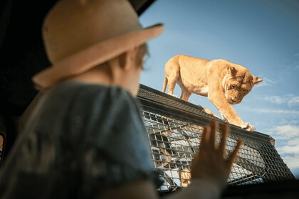 Lions 360 Experience ja päivä Monarto Safari Parkissa