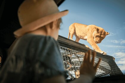 Lions 360 Experience และหนึ่งวันใน Monarto Safari Park