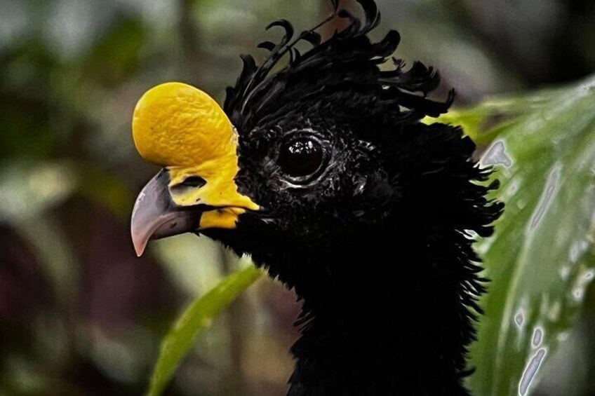 bird