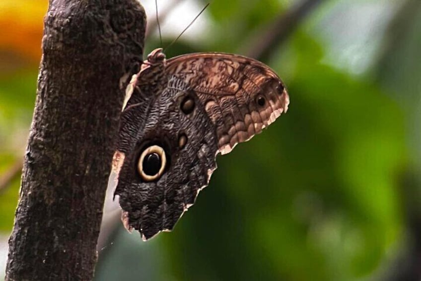 Owl-eye butterfly 