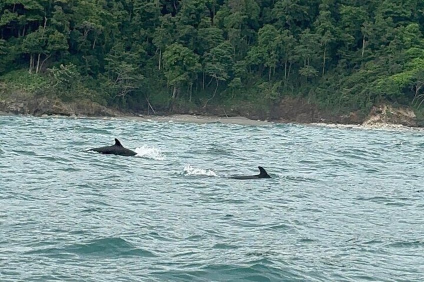 Dolphins 