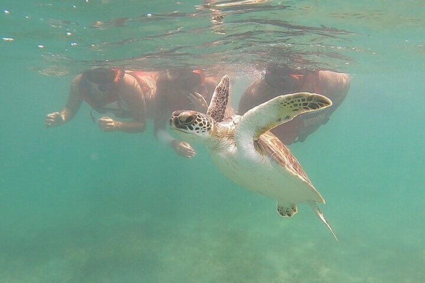 San Juan: Snorkeling with Turtles Adventure and Free Videos