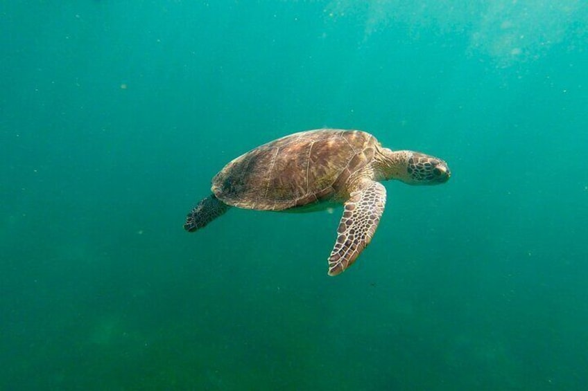 San Juan: Snorkeling with Turtles Adventure and Free Videos