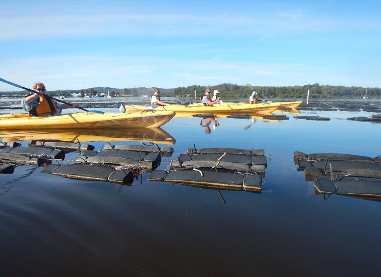 Picture 3 for Activity Batemans Bay: Oyster Tasting Kayak Tour