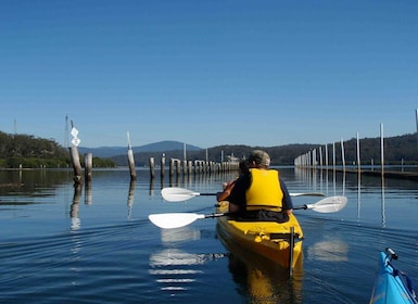 Batemans Bay: Oyster Tasting Kayak Tour